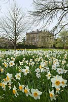 Spring daffodils and Highgrove House, April 2010