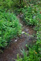 Stream with overgrown planting, including geranium, water avens and Equisetum hyemale