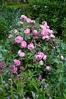 The Laurent-Perrier Bicentenary Garden. Rosa 'Reine Victoria'
