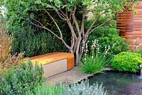 Bench beside Cornus mass - Homebase Teenager Cancer Trust garden, RHS Chelsea Flower show 2012