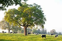 Field with cows