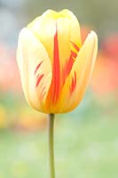Tulipa 'Triumph Ida'