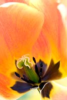 Tulipa 'Triumph Ida'