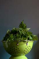 Urtica dioica, Stinging Nettle, Medicinal Herb in vintage style colander