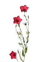 Linum grandiflorum - Scarlet flax