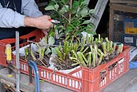 Dahlia tubers, in newspaper lined plastic tray, ready for winter storage, October