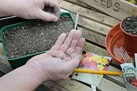 Gardener sowing Dahlia seeds on greehouse staging in early spring . UK, February