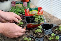 Potting on nursery bought plug plants, Geraniums, 'Salsa Mix' F1, on greenhouse staging, March