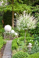 Salix integra 'Hakuro Nishiki' standards in mixed border