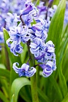 Hyacinth orientalis 'Dreadnought'