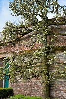 Old espaliered pear tree in blossom against wall 