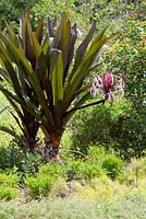 Crinum asiaticum 'Splendens' - Leu Gardens, Orlando, Florida