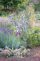 Mediterranean border including Lavandula 'Peter Pan', Origanum 'Kent Beauty', Thymus serpyllum 'Purple Beauty', Eryngium x zabelii 'Jos Eijking'