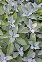 Salvia officinalis 'Berggarten' - Bastin Nursery