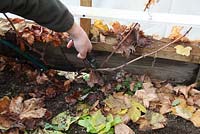 Pruning a first year Grape vine in polytunnel remove all first year shoots leaving 2 buds 
