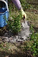 Applying wood ash around base of gooseberry bush