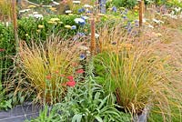 Border with Anemanthele lessoniana, Echium and Allium caeruleum 'Azureum'