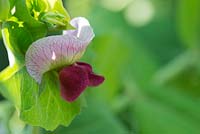 Pisum sativum 'Shiraz' flower