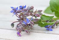 Step by step for making decorative ice cubes using borage officinalis 