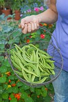 Harvesting runner beans in a raised vegetable bed