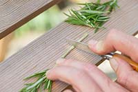 Step by step for taking cuttings - propagation of Rosemary plants