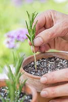 Step by step for propogating Rosemary plants and repotting 