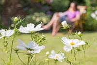 Step by step for growing Cosmos 'Gazebo White' and planting out in border