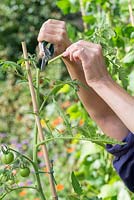 Step by step for growing tomatoes in containers - cutting side shoots to encourage growth
