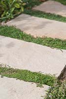 Step by step for planting Thymus 'Goldstream' and 'Russettings' between paving slabs 