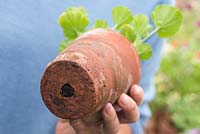 Step by step for dividing and repotting Pelargonium 'Black Knight' plants in containers  - holding up pot to show hole in bottom 