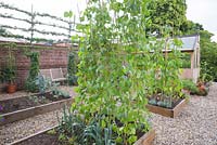 Raised beds in vegetable garden with climbing french beans and leeks