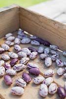 Step by step for growing Borlotto 'Firetongue' beans - harvested dried and podded 
