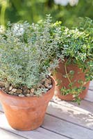 Step by step for planting group of herb containers - Thymus 'Foxley' and 'Silver Posie'