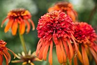 Echinacea 'Hot Papaya'