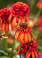 Echinacea 'Hot Papaya'