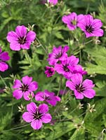 Geranium 'Patricia'