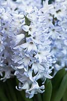 Hyacinthus orientalis 'Blue Eyes'