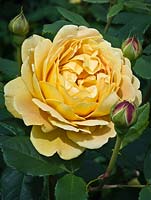 Rosa 'Golden Celebration', syn. 'Ausgold'