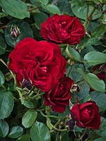 Rosa 'Lili Marlene', floribunda rose