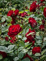 Rosa 'Lili Marlene', floribunda rose