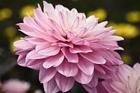 Dahlia 'Melody Harmony'