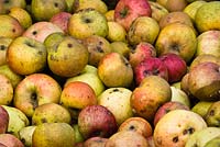 Damaged and windfall apples - English varieties