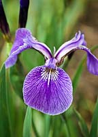 Iris setosa 'Nana'