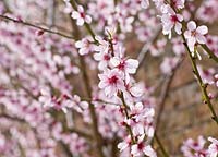 Prunus dulcis - almond blossom in March