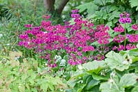 Primula pulverulenta