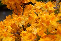 Rhododendron 'Ilam Melford Lemon'
