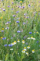 Flower Meadow with Anthemis arvensis and Centaurea