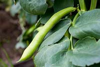 Vicia faba 'Bunyards Exhibition' - Broad Bean 