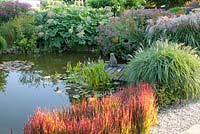 Pondside planting with Imperata cylindrica 'Red Baron', Aralia californica, Eupatorium cannabium 'Plenum', Miscanthus sinensis 'Gewitterwolke' and Miscanthus sinensis 'Yakushima Dwarf'