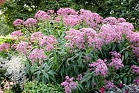 Eupatorium 'Glutball'